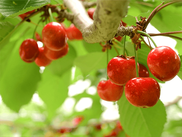 奥定山渓カムイの森(定山渓ファーム)