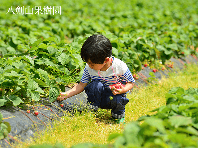 八剣山エリア(果樹園・ワイナリー)